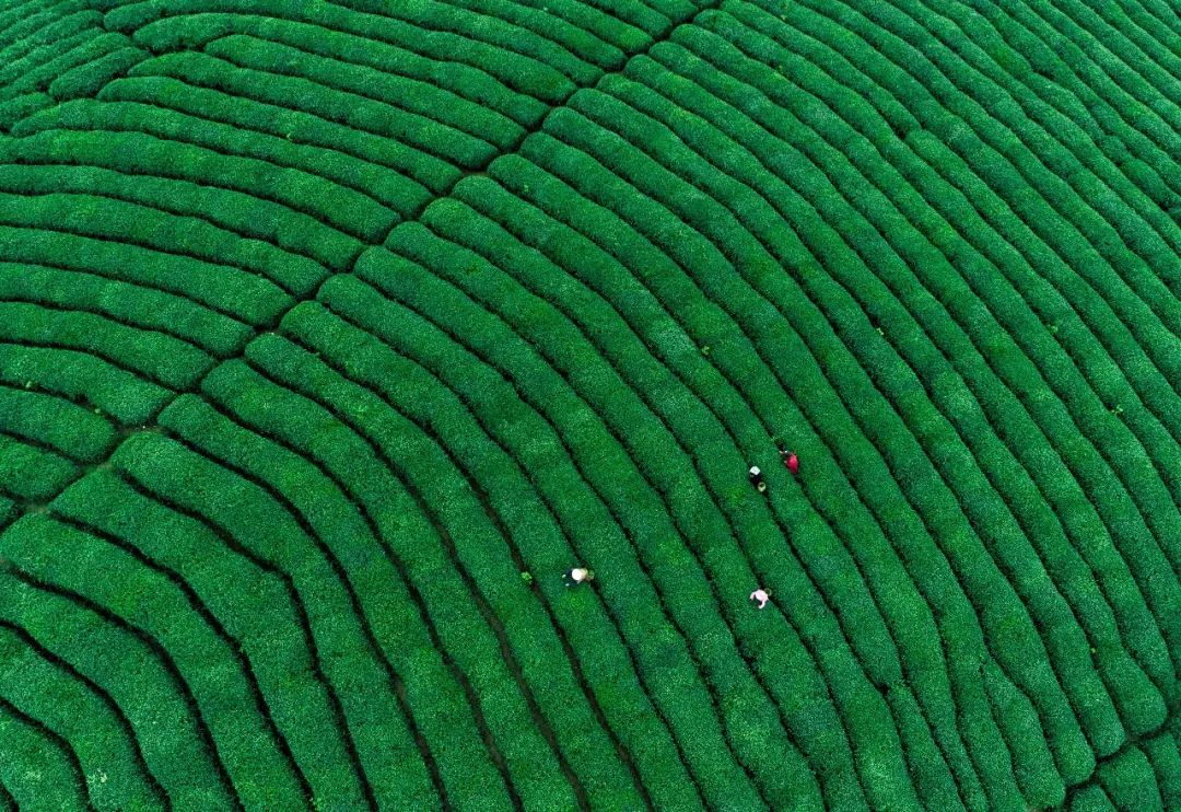 江南是如何炼成的？